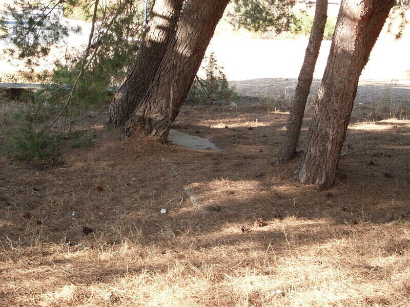 Clearly the Trees Came After the Footings